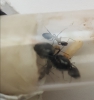 Duda de especie