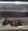Identificar_reina_4