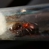 Hormiga de Misiones Argentina
