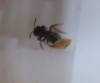 �Es una reina? �Que especie?