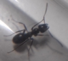 formica sp