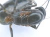 Camponotus03