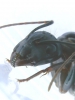 Camponotus