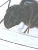 Camponotus05