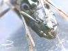 Camponotus08