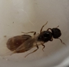 tetramorium semilaeve???