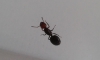 posible crematogaster