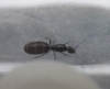 Hormiga sin identificar