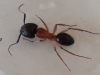 Camponotus sp.