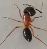 Camponotus sp. 2