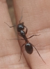 Camponotus hesperius?
