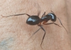 Camponotus hesperius?