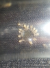 �Qu� especie es?