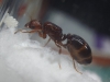 Identificacion IIIa