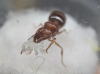 Identificacion Va