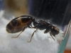 Identificacion VIa