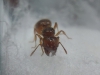 Identificacion VIIIb