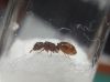 Identificacion XIVb