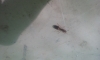 reina a identificar 2
