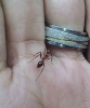 desconocida