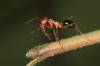 Crematogaster scutelaris