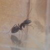 Camponotus sylvaticus?