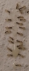 Hormiga sin identificar 2