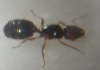 reina?2