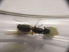 Ayuda identificar