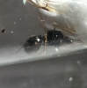 Messor Barbarus?