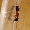 Camponotus pilicornis?