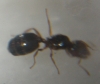 reina?3
