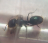 desconocida 4