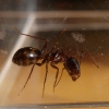 Camponotus sylvaticus?