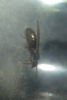 ayuda a identificar