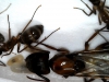 Probable Camponotus 2