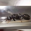 Aphaenogaster? 5