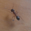 Camponotus pilicornis?