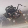Aphaenogaster? 7