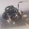 Aphaenogaster? 8