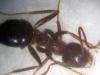 Lasius?_Dani2