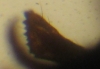 ASL0712_lcin(mand�bula)