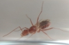Reina sin identificar (arriba)