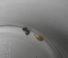 insectos