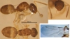 Plagiolepis sp