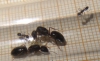 Camponotus-1-1