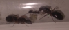Camponotus-2-2