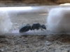 camponotus