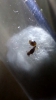 Reina sin identificar