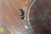 Identificaci�n10